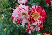 Skobelevo, bulgarisches Rosental