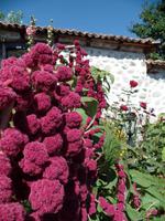 Blüten Bulgarien