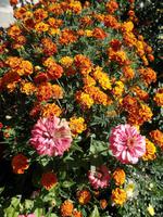 Blüten Bulgarien