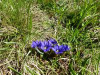 Blauer Enzian