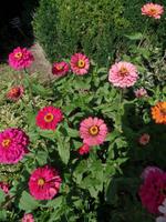 Blumen Bulgarien