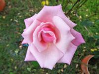 Die Rose