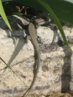 Eidechse (Lacertidae) im botanischen Garten von Baltschick