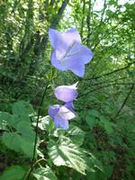 Glockenblume
