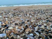 Goldstrand