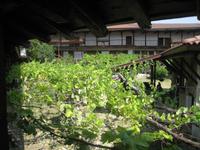 IMG_0245