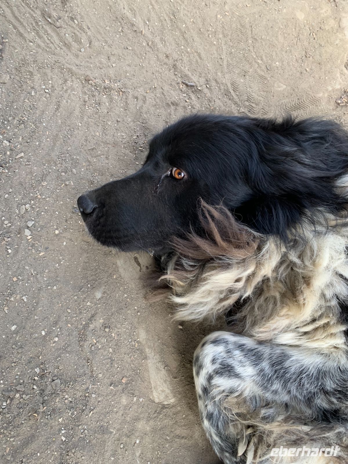 Mavrud