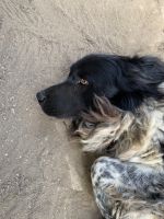 Mavrud