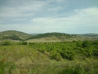 Weinanbau