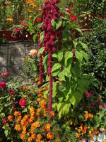 ein Fuchsschwanz