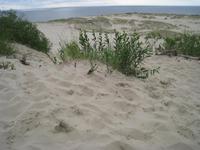 09 Hohe Düne