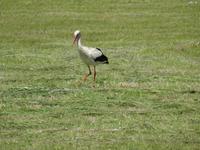 Wegbegleiter auf der Fahrt nach Riga