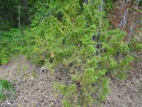 Lahemaa-Nationalpark - Wacholder =  