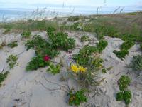 Baltikum, Kurische Nehrung