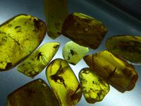 Baltikum, Kurische Nehrung, Nidden