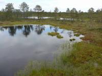 Baltikum, Estland, Laheema-NP