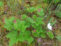 Baltikum, Estland, Laheema-NP, Moltebeerenblüten