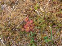 Baltikum, Estland, Laheema-NP, Sonnentau