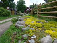 Baltikum, Estland, Altja