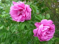 Baltikum, Estland, Altja, Wildrosen