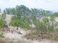 Mehr und mehr Pflanzen halten Wind und Sand stand. 