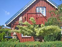 kuronensis lituanicus - ein seltener Baum in Nidden 