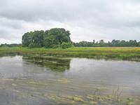 die Lielupe, oder - die kurländische Aa 