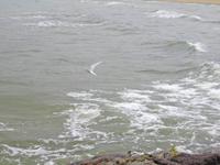 Kleine Möven fliegen schnell wie die Schwalben. 