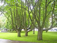 Park in Tallinn 