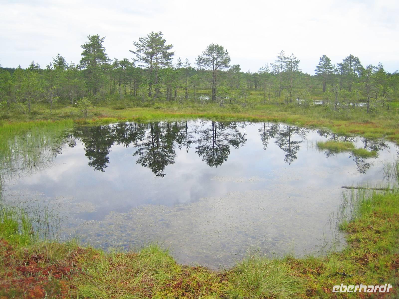 Blick in den Lahemaa-Nationalpark 