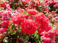 Rote Rosen in einem Park in Vilnius