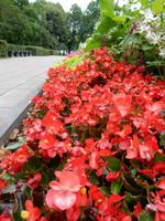 Blumenanlage in einem der Parks