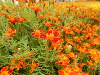 Blumenmeer am Dom von Riga