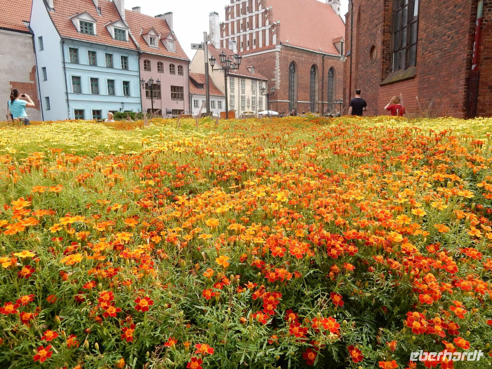 Blumenmeer vor dem Dom von Riga