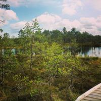 Moorwanderung im Nationalpark Lahemaa