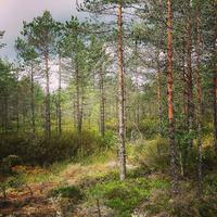 Moorwanderung im Nationalpark Lahemaa