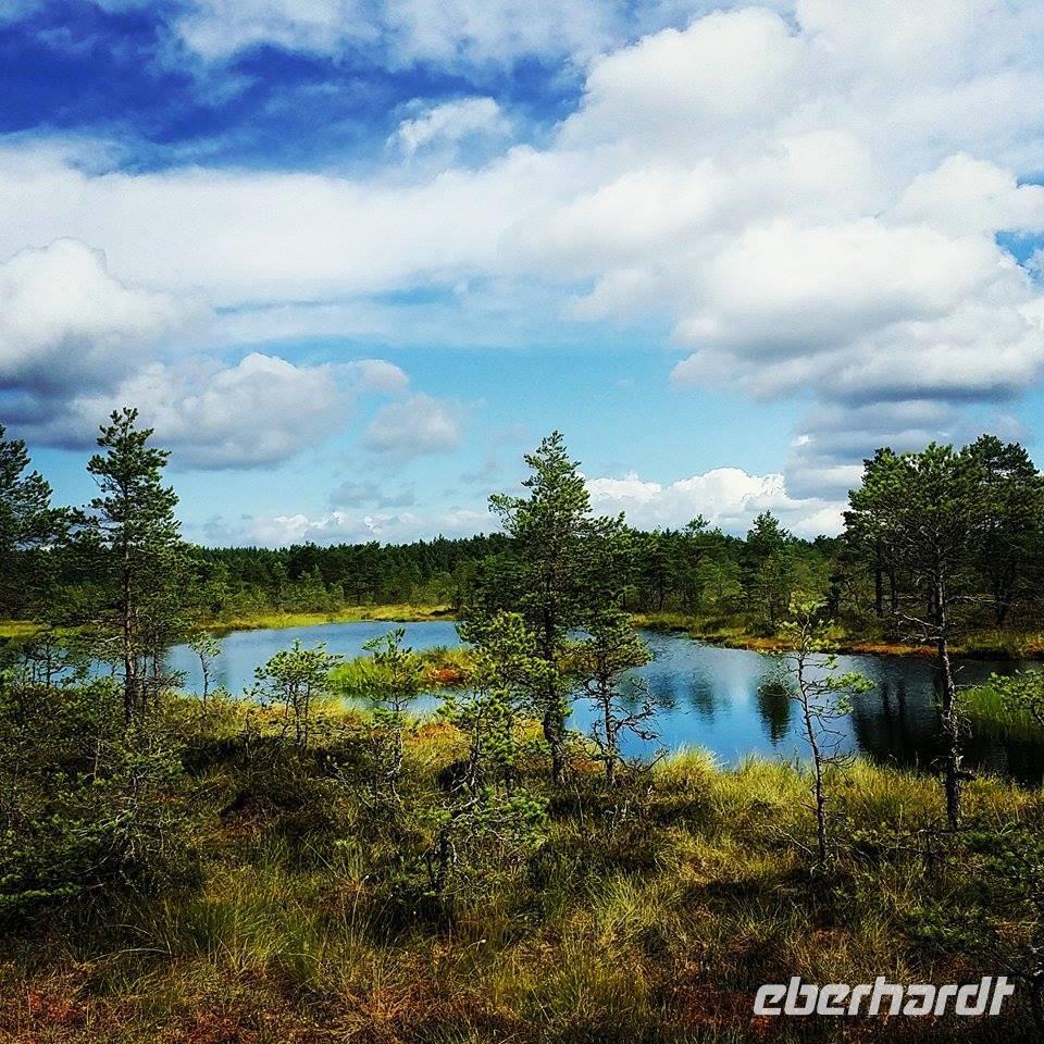 Moorwanderung im Nationalpark Lahemaa