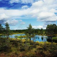 Moorwanderung im Nationalpark Lahemaa