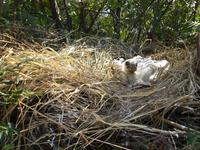 Geretteter Storch bei der Vogelwarte