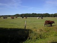 Blick auf der Insel Saaremaa