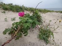 auf der Kurischen Nehrung