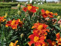 Schlosspark von Schloss Rundale