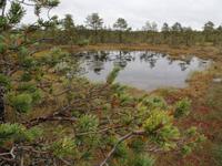 im Laheema Nationalpark