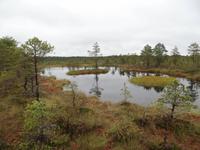 im Laheema Nationalpark