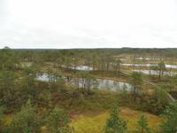 im Laheema Nationalpark