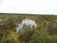 im Laheema Nationalpark