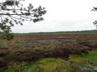 im Laheema Nationalpark