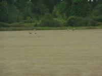 Die Kormorane sammeln sich für den Flug gen Süden