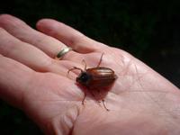 Baltikum, Litauen, Kurische Nehrung, Hexenberg, Junikäfer