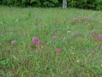 Baltikum, Lettland, Gauja-NP